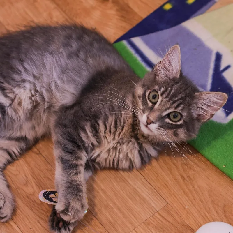 A baby small-sized male Gray / Blue / Silver Domestic Short Hair cat named Kershaw for adoption in Los Angeles, CA