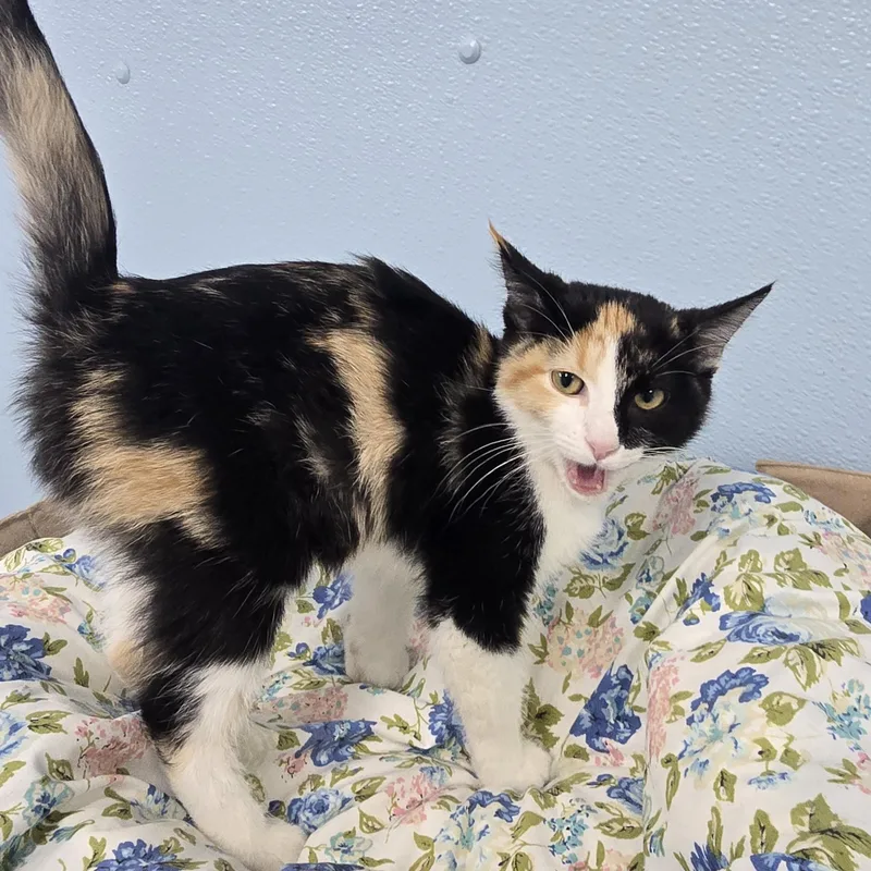 A baby medium-sized female Calico Domestic Short Hair cat named Mae for adoption in Farmington, MO