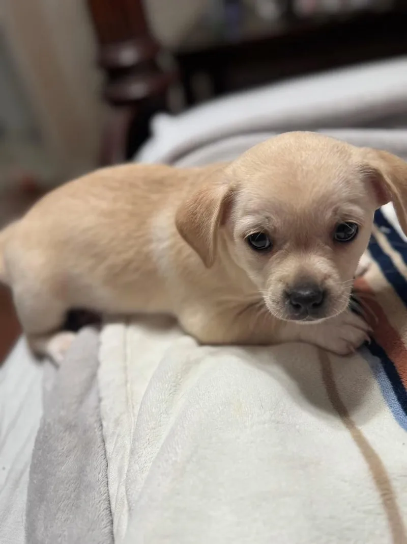 A baby small-sized female Chihuahua dog named Sally Brown for adoption in Matthews, NC