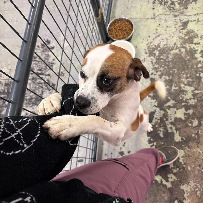 A baby medium-sized male Brown / Chocolate Mixed Breed dog named Gene for adoption in Oak Hill, WV