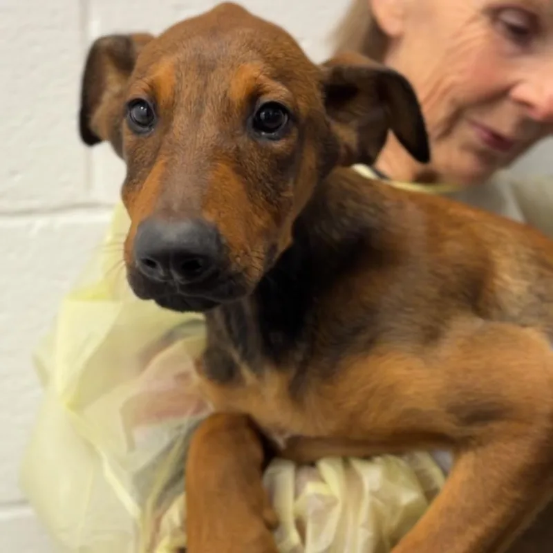A baby medium-sized male Brown / Chocolate Shepherd dog named Muffin A for adoption in Mission Hills, CA
