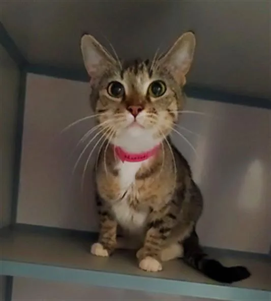 A young medium-sized female Domestic Medium Hair cat named Martini for adoption in Peoria, IL
