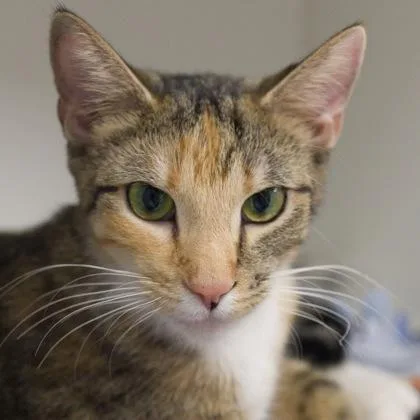 A young medium-sized female Domestic Short Hair cat named Cleo for adoption in Verona, WI