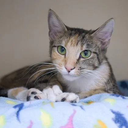 Cleo thumbnail 2