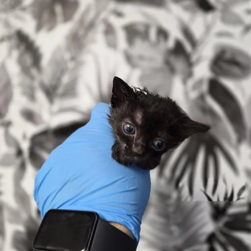 A baby small-sized female Black Domestic Short Hair cat named Conan for adoption in Wahiawa, HI
