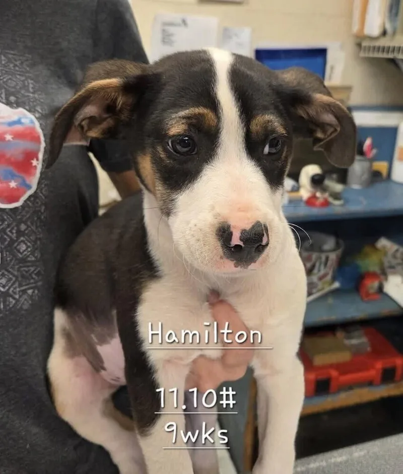 Babe Hamilton thumbnail 2