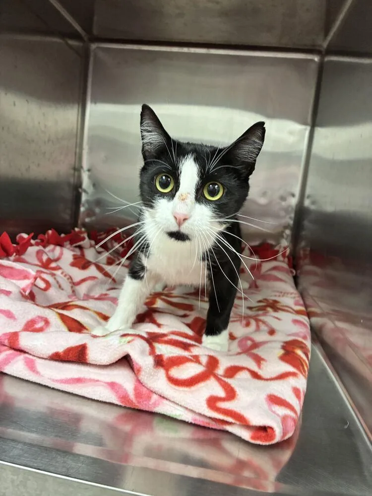 A baby small-sized female Black & White / Tuxedo Domestic Short Hair cat named Pearl for adoption in Marietta, GA
