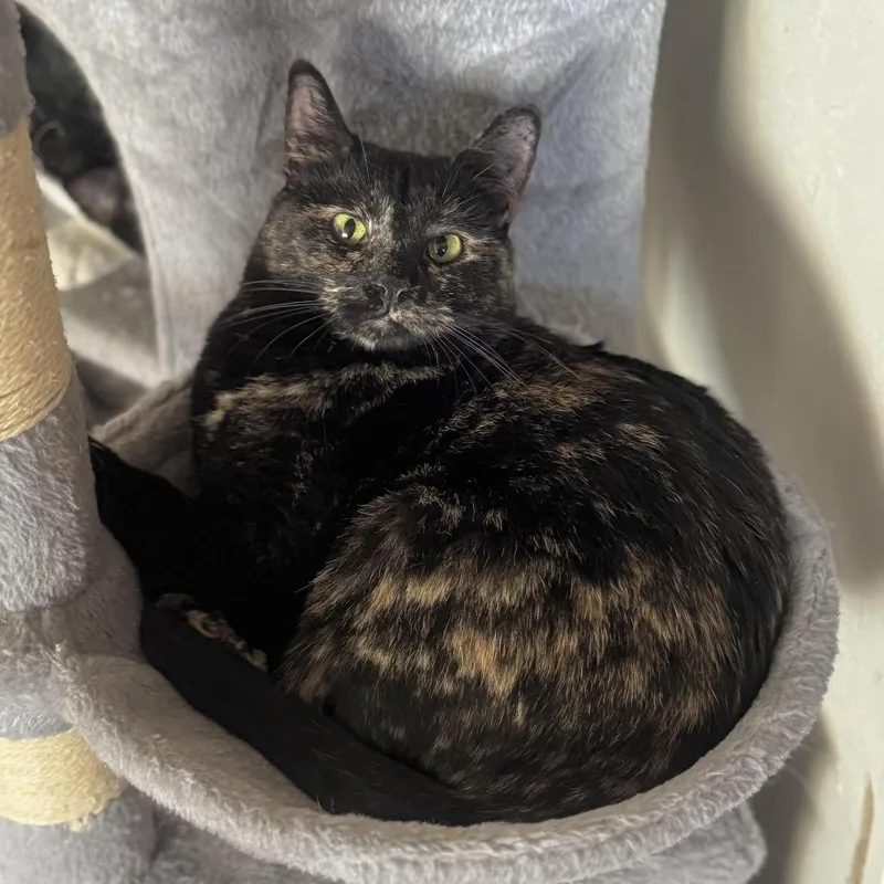 An adult small-sized female Tortoiseshell Domestic Short Hair cat named Jayde for adoption in Goshen, IN