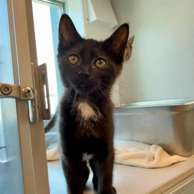 A baby small-sized female Domestic Short Hair cat named Pickles for adoption in Leesburg, VA