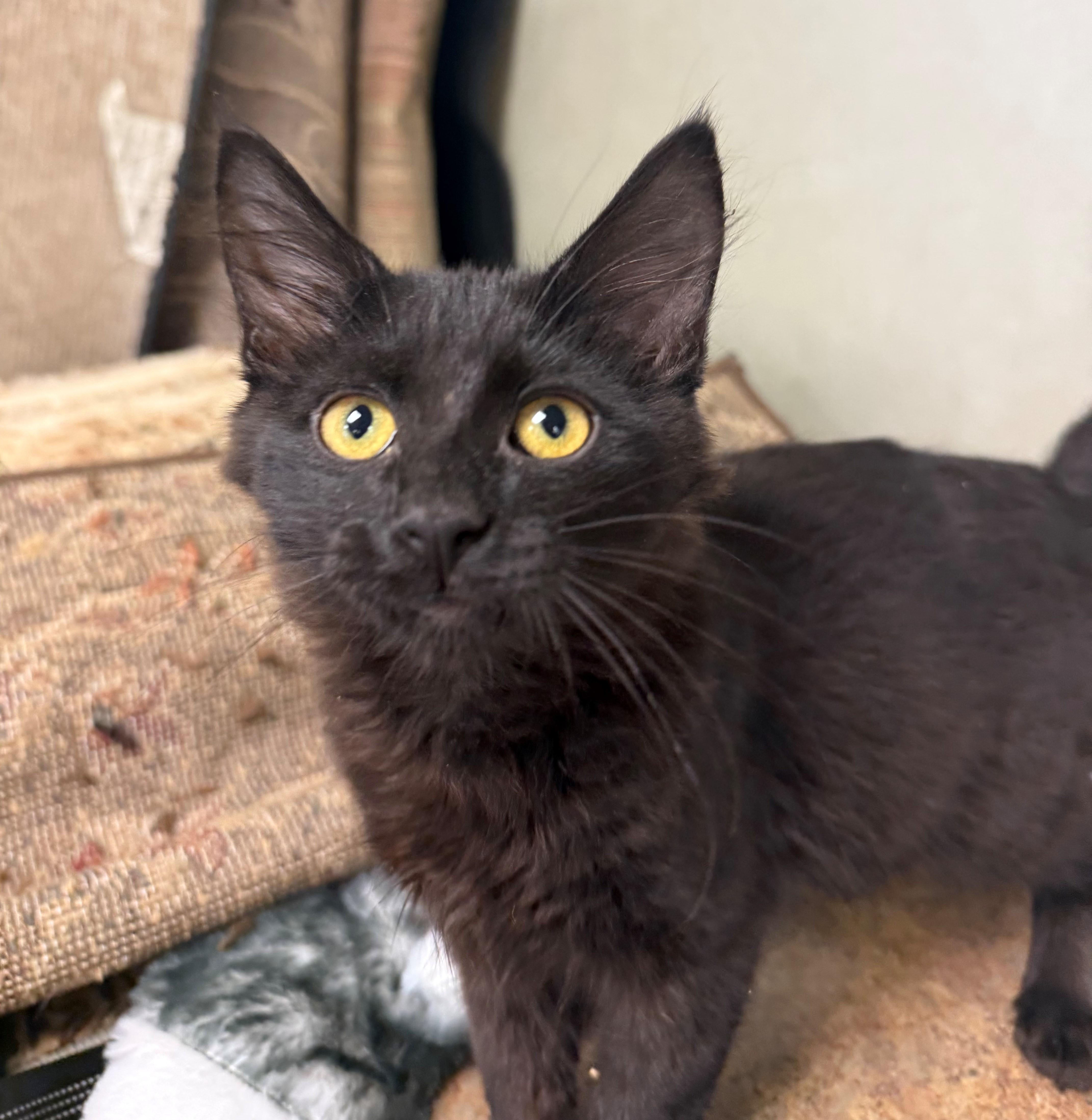 A baby medium-sized male Black Domestic Short Hair cat named Enzo for adoption in Barrington Hills, IL