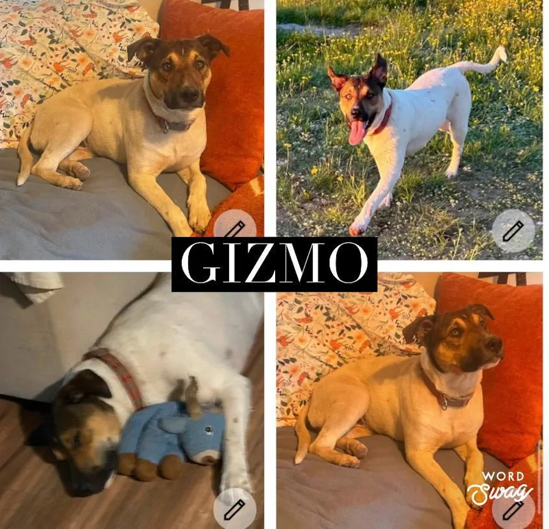 An adult medium-sized male Australian Cattle Dog / Blue Heeler dog named Gizmo for adoption in canyon lake, TX