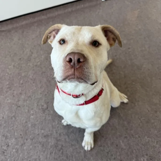 An adult medium-sized male White / Cream Pit Bull Terrier dog named Arnold for adoption in Saint Louis, MO