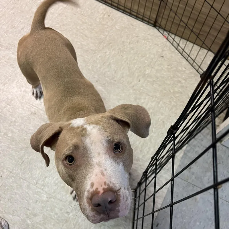 An adult medium-sized female Yellow / Tan / Blond / Fawn Pit Bull Terrier dog named Sunny for adoption in Austin, TX