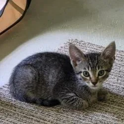 A baby small-sized male Brown / Chocolate Domestic Short Hair cat named Paco for adoption in West Palm Beach, FL