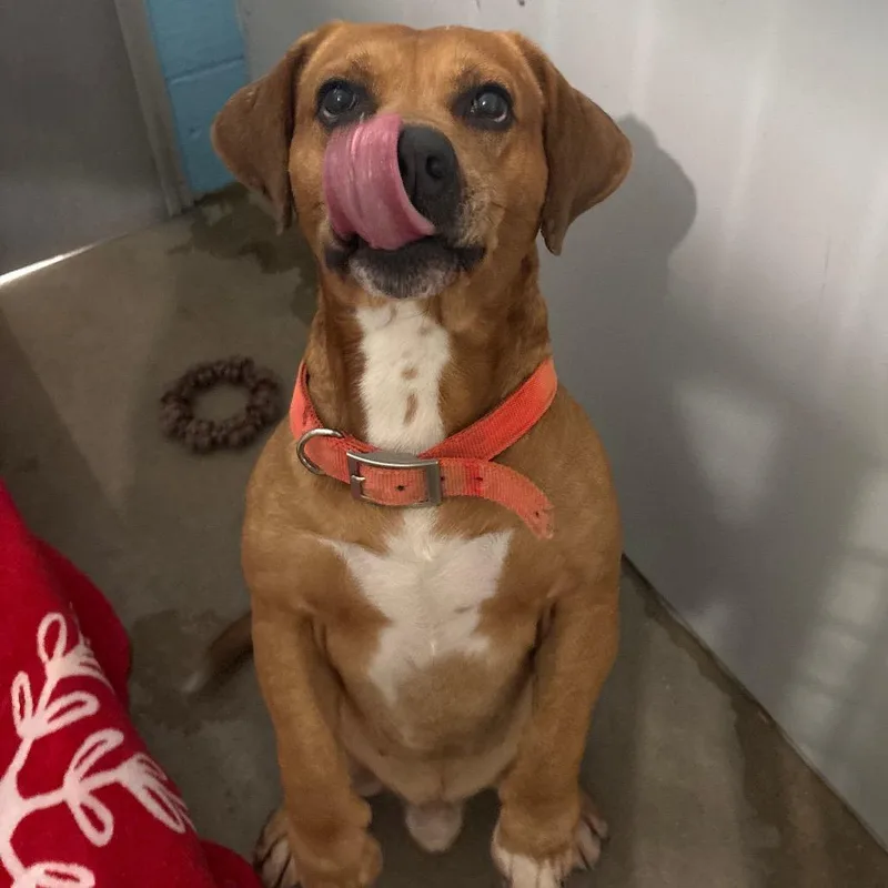 An adult medium-sized male Brown / Chocolate Basset Hound dog named Shawn for adoption in Belleville, IL