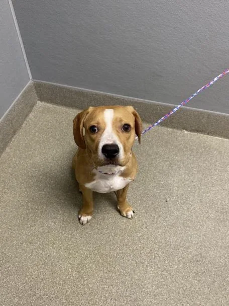An adult small-sized male Beagle dog named Cowboy for adoption in Las Vegas, NV