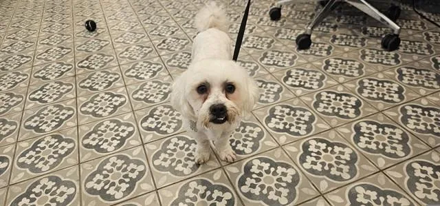 A young small-sized male Shih Tzu dog named Shiro for adoption in Garland, TX