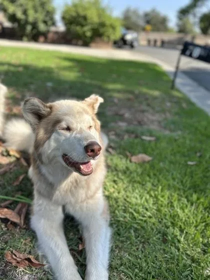 An adult extra large-sized male Alaskan Malamute dog named Freddy Fazbear for adoption in Fresno, CA
