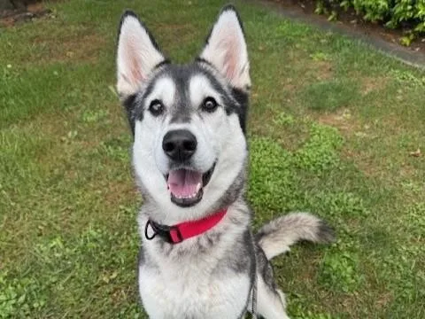 A young medium-sized female Husky dog named Adrianna for adoption in Auburn, CA