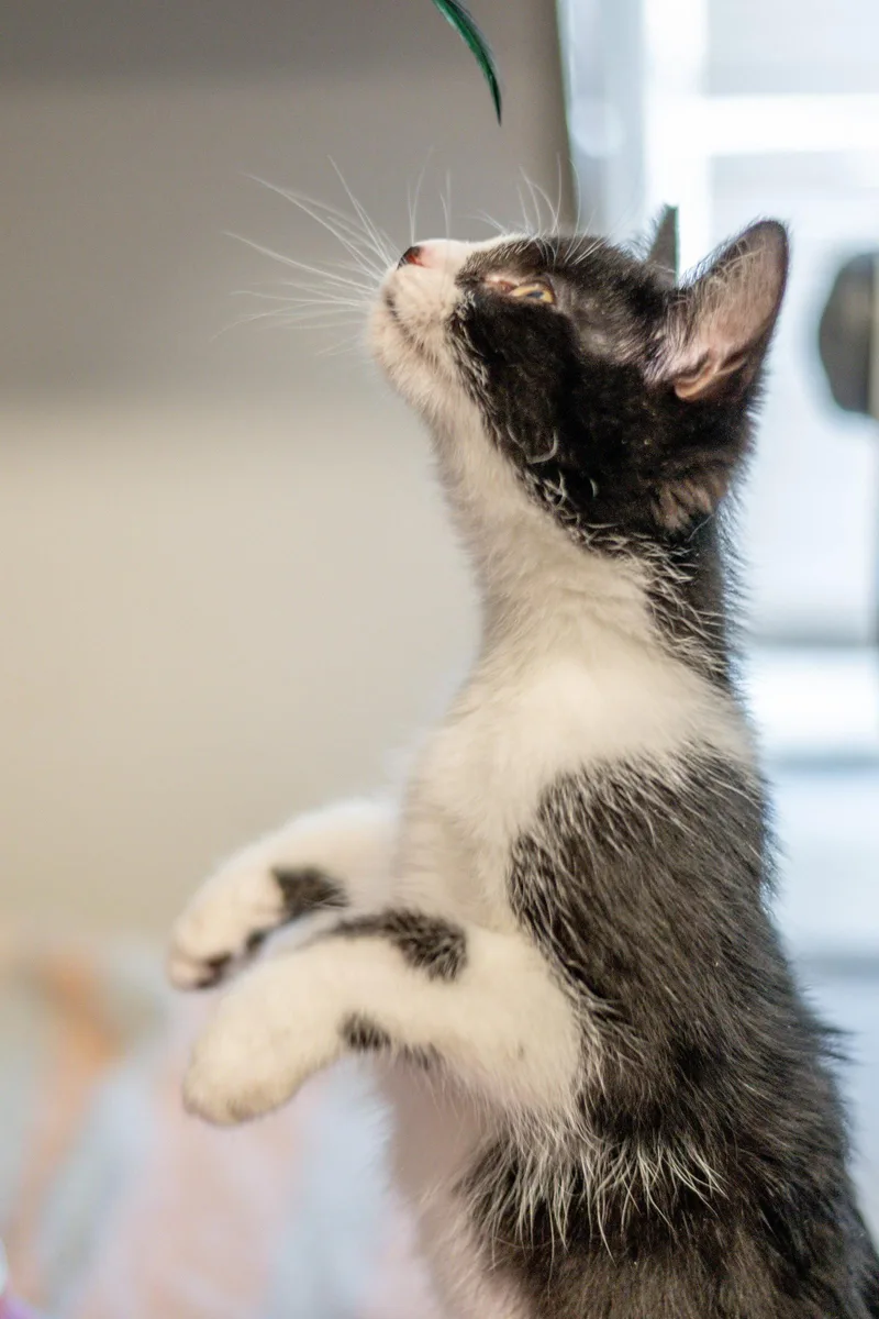 A young small-sized female Black & White / Tuxedo Domestic Short Hair cat named Lyra for adoption in Hilton Head Island, SC