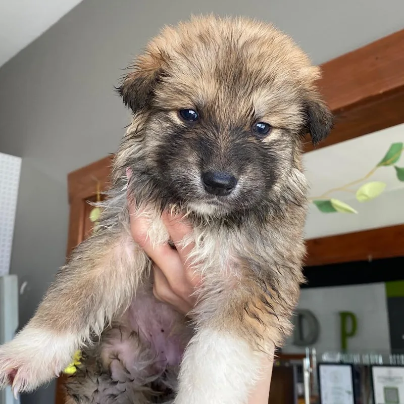 A baby large-sized female Black German Shepherd Dog dog named Mel for adoption in Tacoma, WA