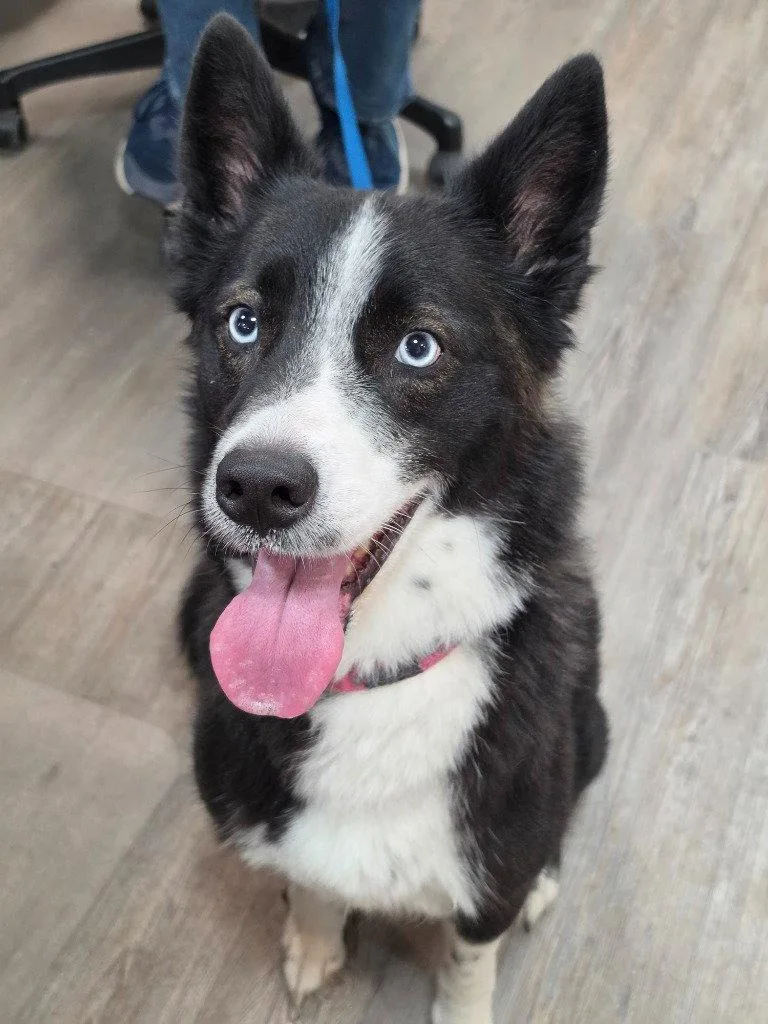 An adult medium-sized female Border Collie dog named Akoya for adoption in Emmett, ID