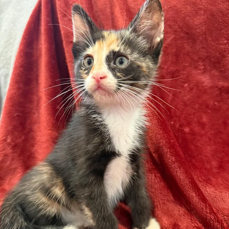A baby small-sized female Calico Domestic Short Hair cat named Copper for adoption in Middle Village, NY