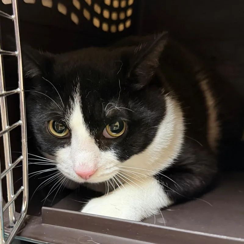 A young medium-sized male Black Domestic Short Hair cat named Te Ka $ for adoption in Springfield, MA
