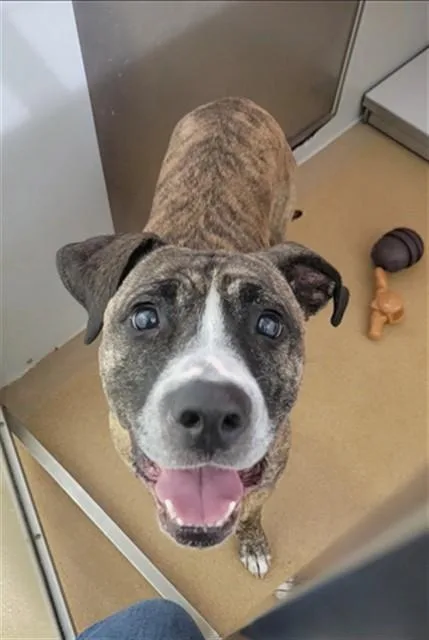 An adult medium-sized female Pit Bull Terrier dog named Isabel for adoption in Saint Peters, MO