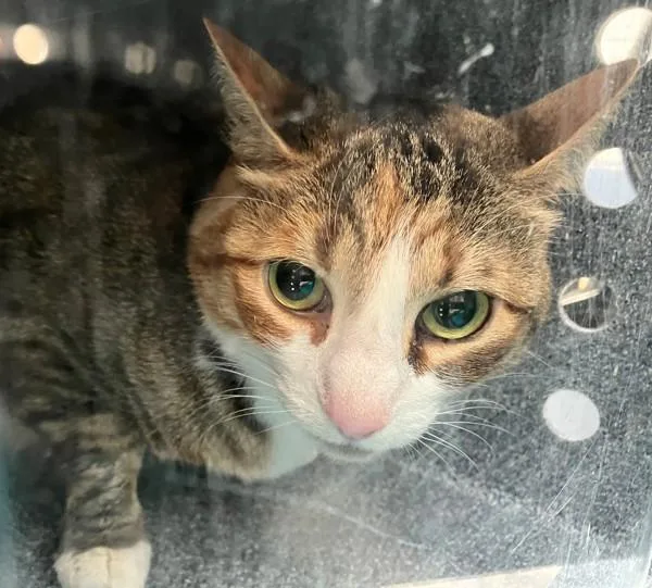 An adult medium-sized female Domestic Short Hair cat named Lucipurr for adoption in Staten Island, NY