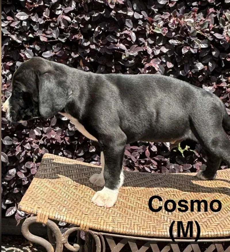 A baby medium-sized male Black Labrador Retriever dog named Cosmo for adoption in Parma, OH