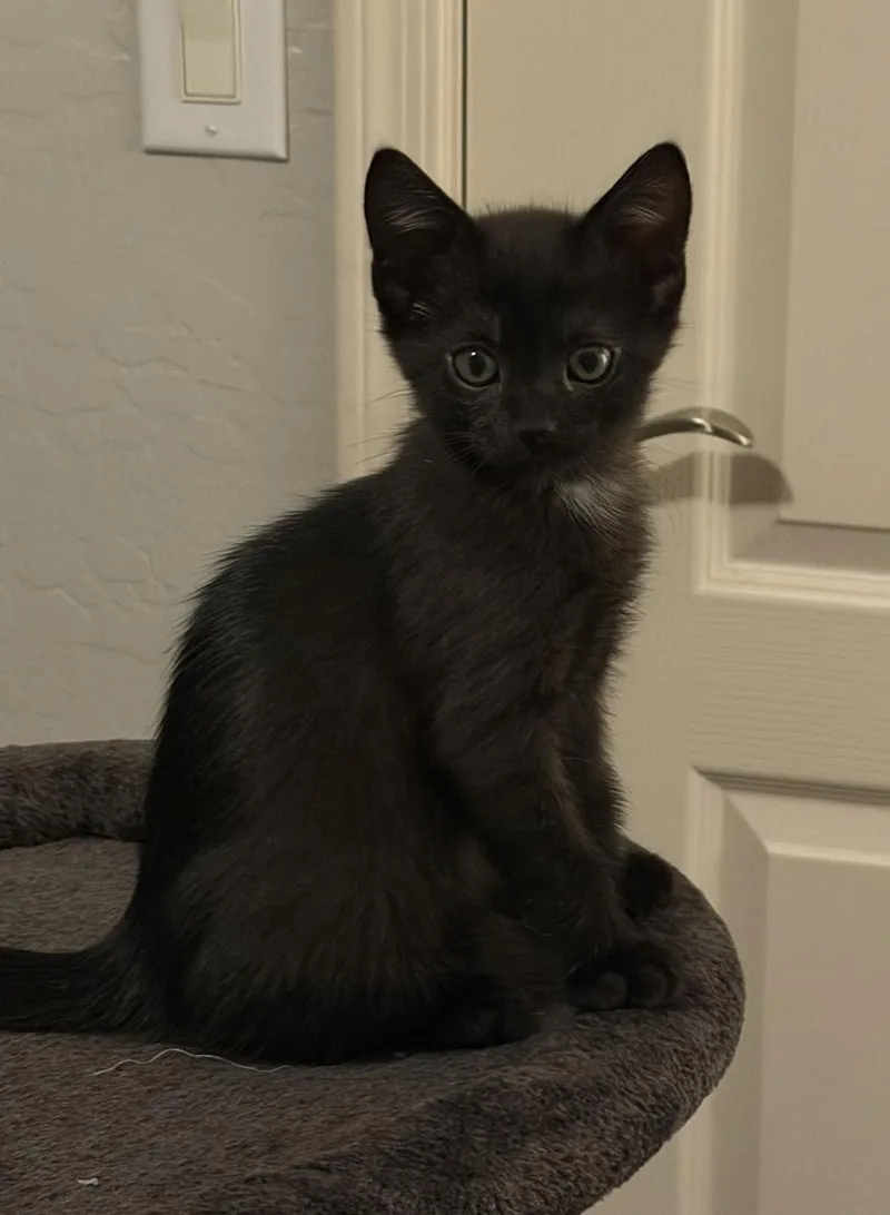 A baby small-sized male Black Domestic Short Hair cat named Salem Madison for adoption in Chandler, AZ