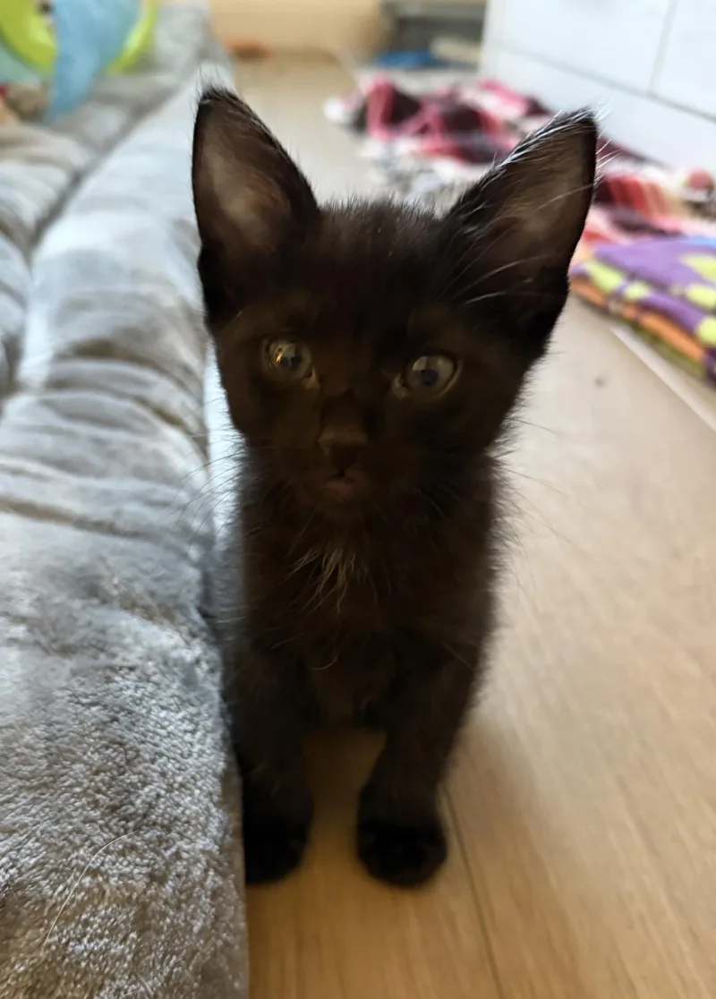 Salem Madison thumbnail 2