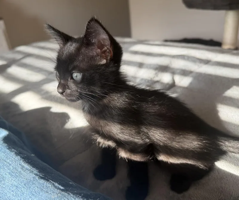 Salem Madison thumbnail 3