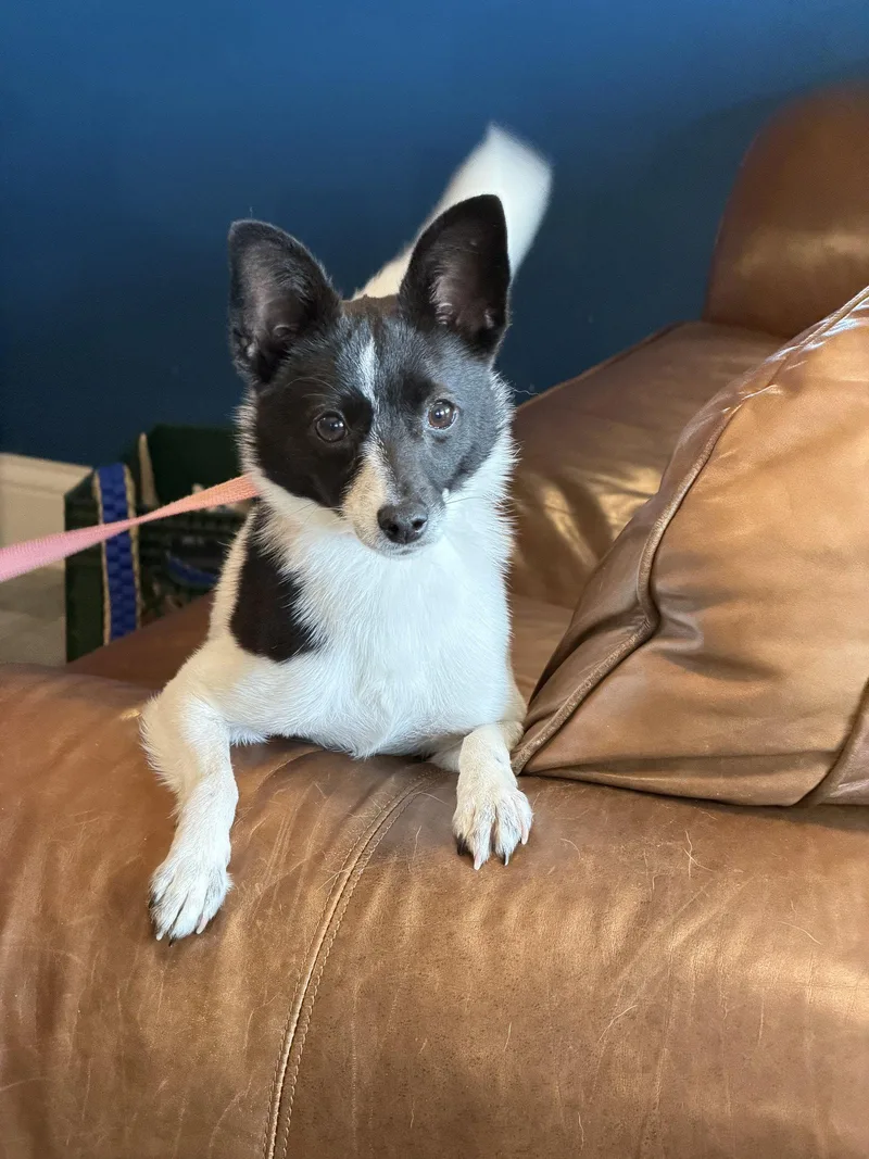 A young small-sized female Chihuahua dog named Mindi for adoption in Montello, WI