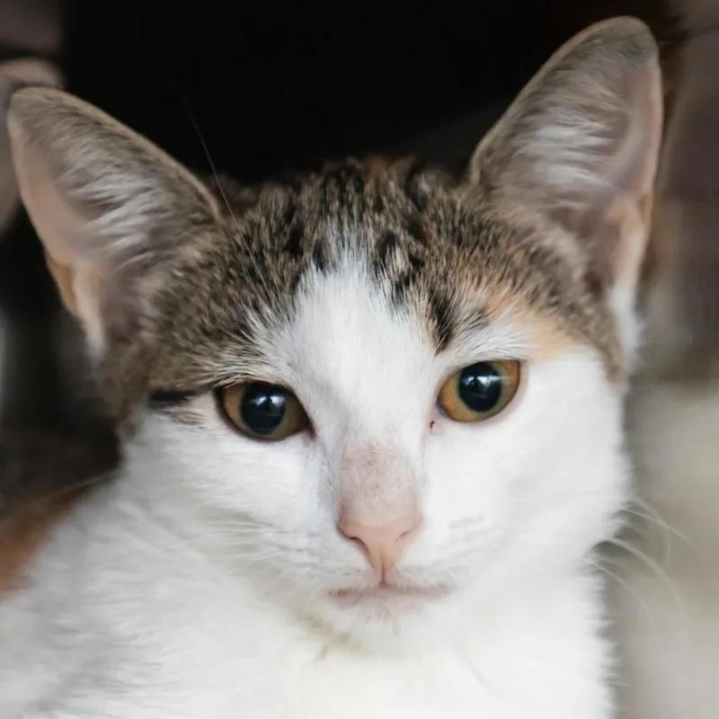 A baby small-sized female Calico Domestic Short Hair cat named Lucy for adoption in Middletown, RI