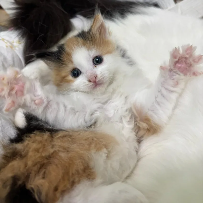Caramel