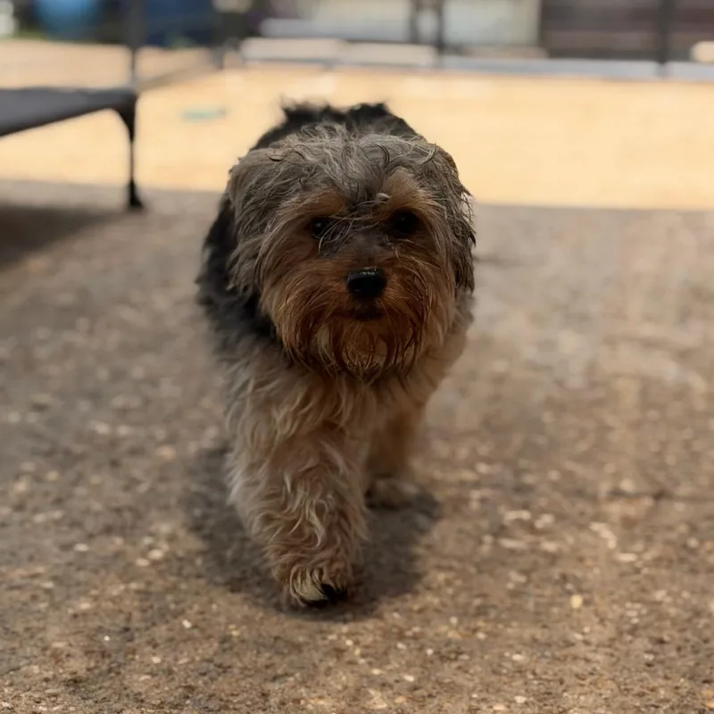 An adult small-sized male Black Yorkshire Terrier dog named Tucker for adoption in Fort Smith, AR