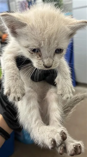 A baby medium-sized male Domestic Short Hair cat named Dots for adoption in Dallas, TX