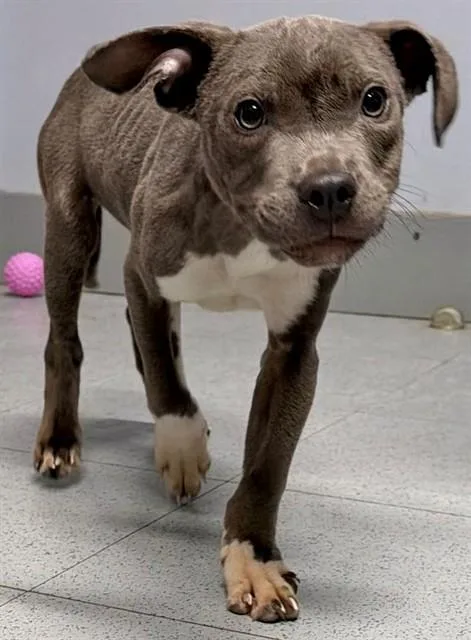 A young small-sized male Pit Bull Terrier dog named Pesto for adoption in Augusta, GA