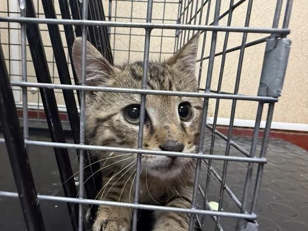 A baby small-sized male Domestic Short Hair cat named Birch for adoption in Salisbury, MD