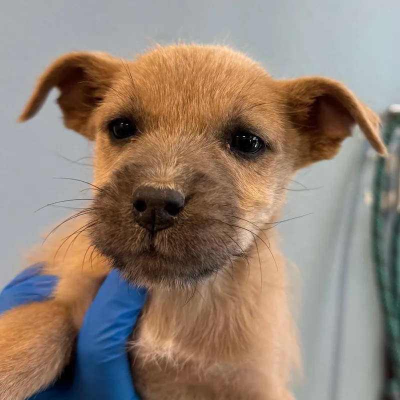 A baby small-sized female White / Cream Mixed Breed dog named 112533 for adoption in Las Cruces, NM
