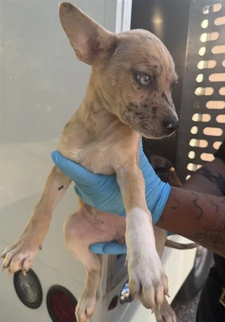 A baby small-sized female American Staffordshire Terrier dog named Shae for adoption in San Antonio, TX