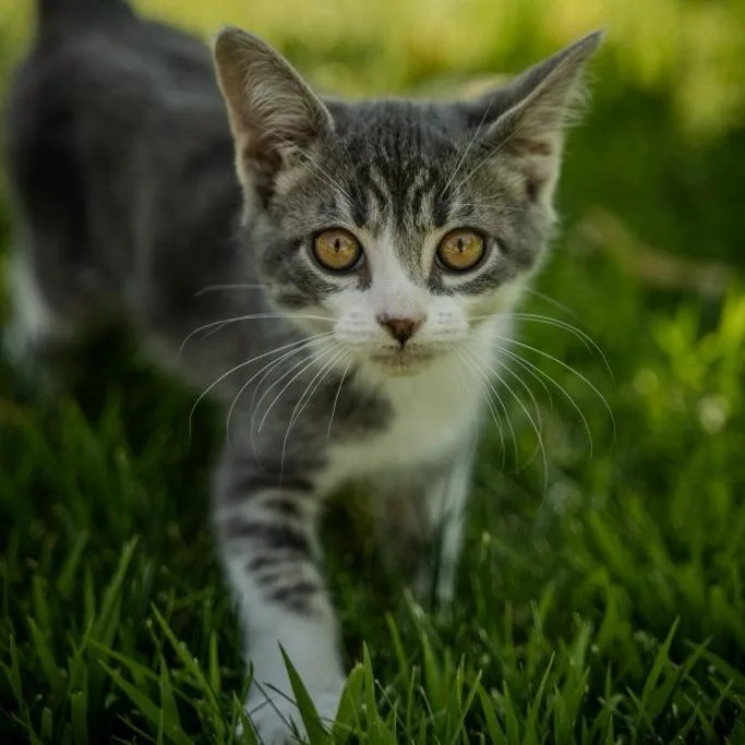A baby small-sized male Gray / Blue / Silver Domestic Short Hair cat named Loki for adoption in Talent, OR
