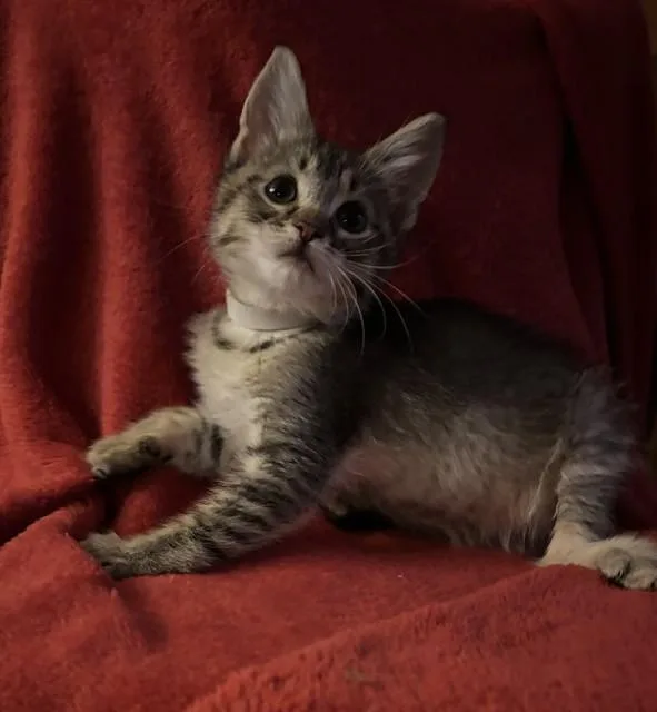 A baby small-sized male Domestic Short Hair cat named Shrimp Gumbo for adoption in Louisville, KY