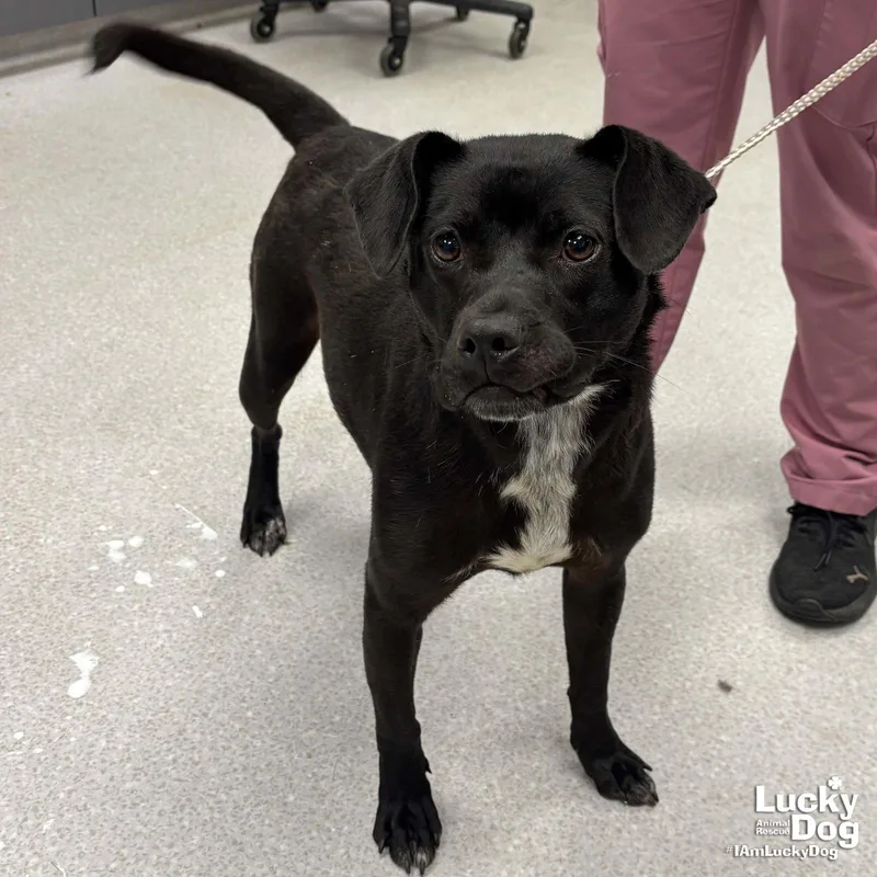 A young medium-sized female Labrador Retriever dog named Valentina for adoption in Washington, DC