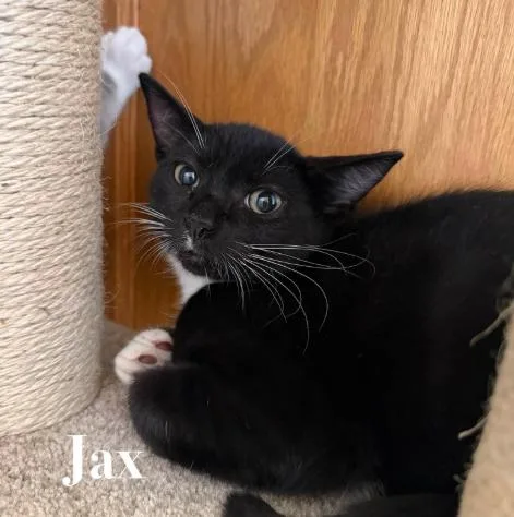 A baby medium-sized male Black & White / Tuxedo Domestic Short Hair cat named Jax for adoption in Battle Creek, MI