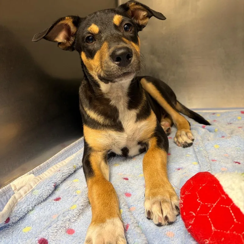A baby small-sized male Black Shepherd dog named Paxton for adoption in Corpus Christi, TX