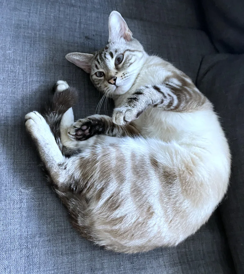 A young medium-sized female Domestic Short Hair cat named Zapzabar for adoption in Washington, DC