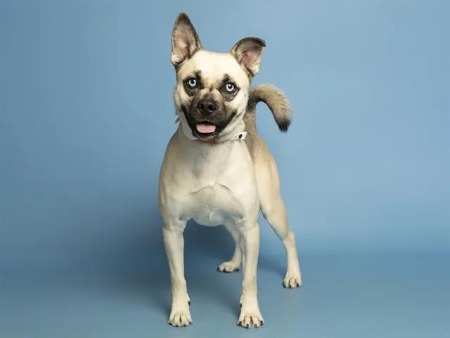 A young small-sized male Siberian Husky dog named Grayson for adoption in Phoenix, AZ
